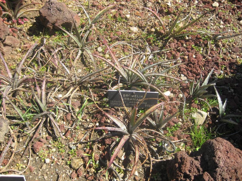Deinacanthon