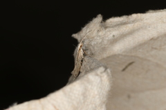 Plutella xylostella-australiana