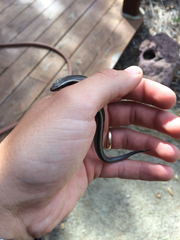 Plestiodon skiltonianus interparietalis