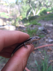Plestiodon skiltonianus interparietalis