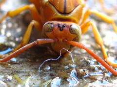 Polistes flavus
