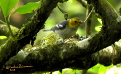 Setophaga townsendi × occidentalis