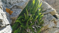 Asplenium marinum