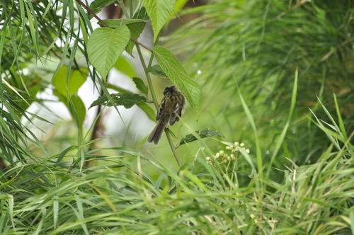 Uromyias agilis