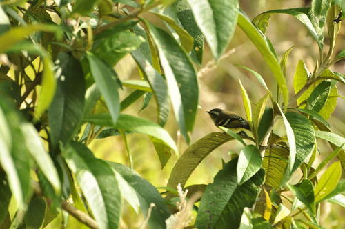 Mecocerculus stictopterus