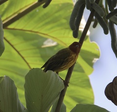 Setophaga petechia image