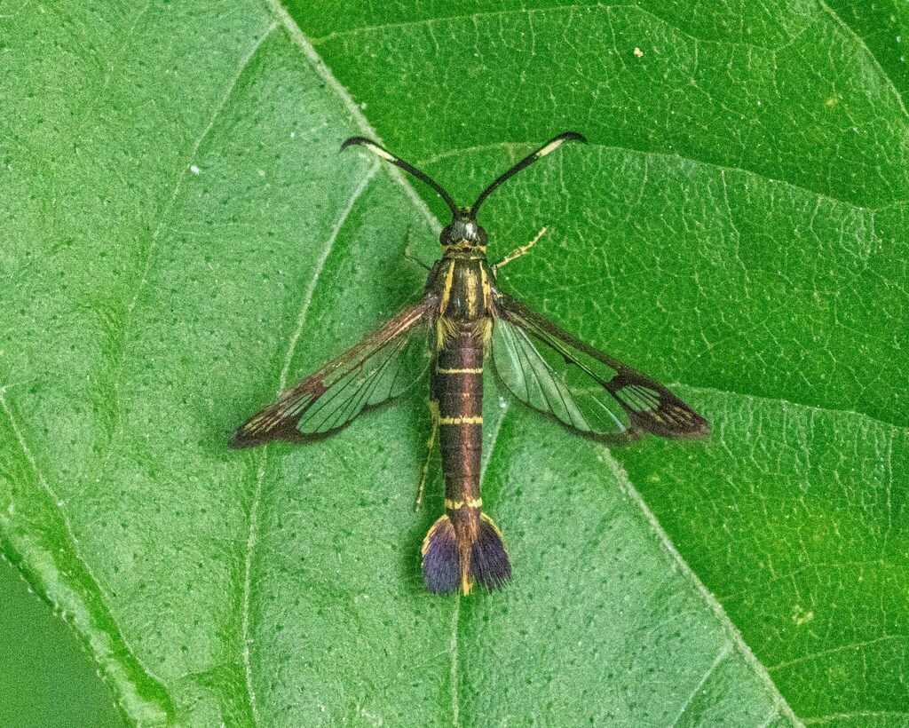 Ironweed Clearwing Moth from 46th Ave &, Cloverdale Blvd, Bayside, NY ...