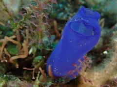 Rhopalaea