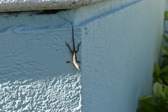 Anolis scriptus