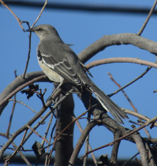 Mimus polyglottos