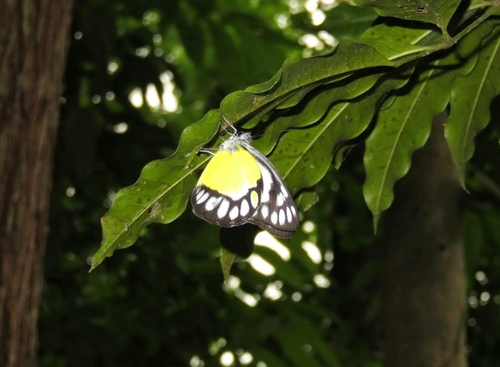 Delias themis