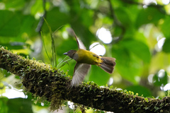 White-Throated Shrike-Tanager photo 2