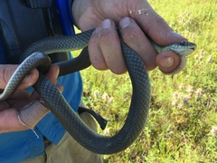 Coluber constrictor foxii