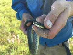 Coluber constrictor foxii