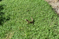 Leiocephalus psammodromus