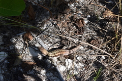 Leiocephalus psammodromus