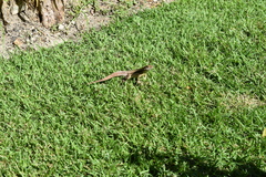 Leiocephalus psammodromus