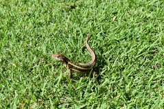 Leiocephalus psammodromus