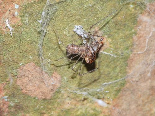 Thorell's Lampshade-web Spider photo 2