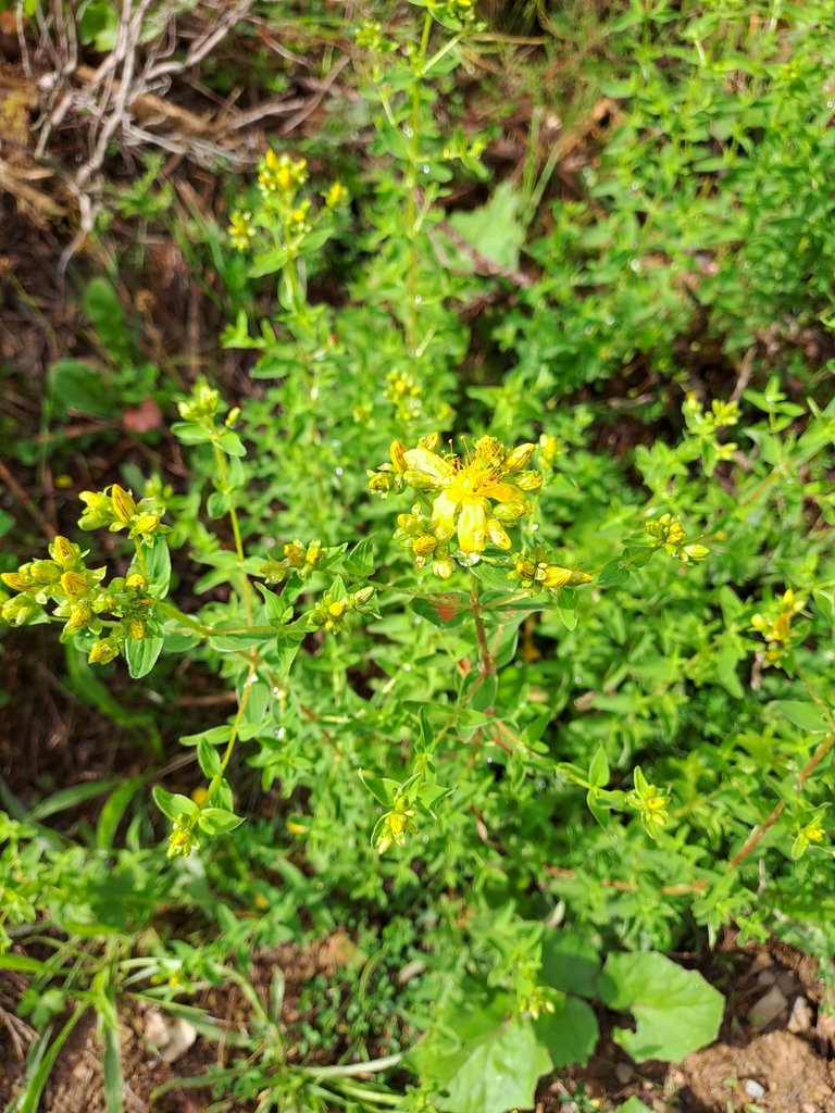 St. John's worts from Glyn Ceiriog, Llangollen LL20 7AB, UK on July 9