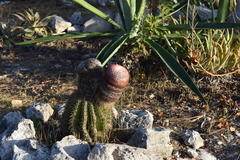 Melocactus intortus