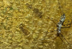 Hiranetis