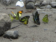 Graphium chironides
