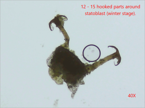 Magnificent Bryozoan, photo 2 of 9