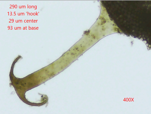 Magnificent Bryozoan, photo 7 of 9
