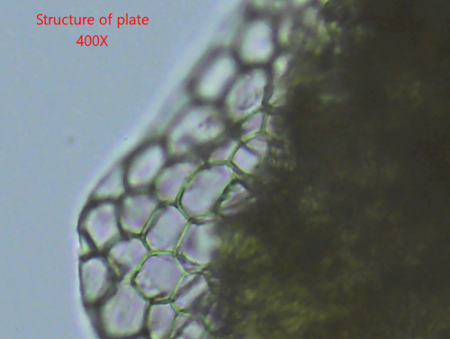 Magnificent Bryozoan, photo 5 of 9