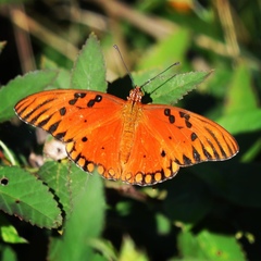 Dione vanillae