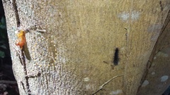 Hiranetis