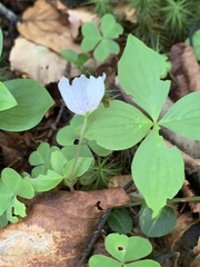 Oxalis montana image