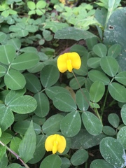 Arachis duranensis