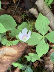 Oxalis montana image