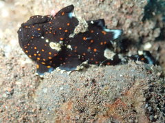 Antennarius maculatus