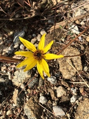 Helianthus gracilentus