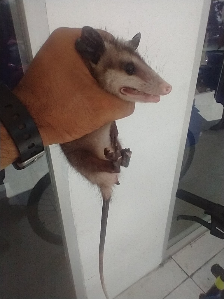South Mexican Virginia Opossum