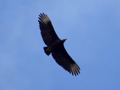 Coragyps atratus