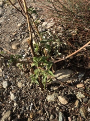 Helianthus gracilentus