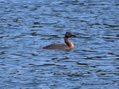 Podiceps major