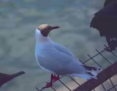 Chroicocephalus maculipennis