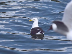 Larus dominicanus