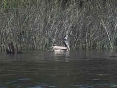 Pelecanus thagus