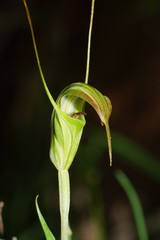 Pterostylis decurva