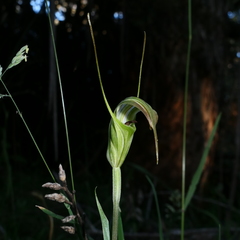 Pterostylis decurva