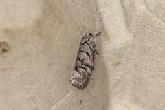 Lichenaula onychodes