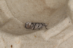 Lichenaula onychodes