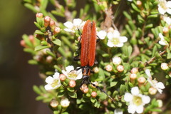Pseudolycus