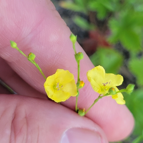 Sandplain flax (Linum intercursum)